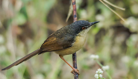 The Ashy Prinia  Ashy Prinia,Geotagged,India,Prinia socialis,Spring