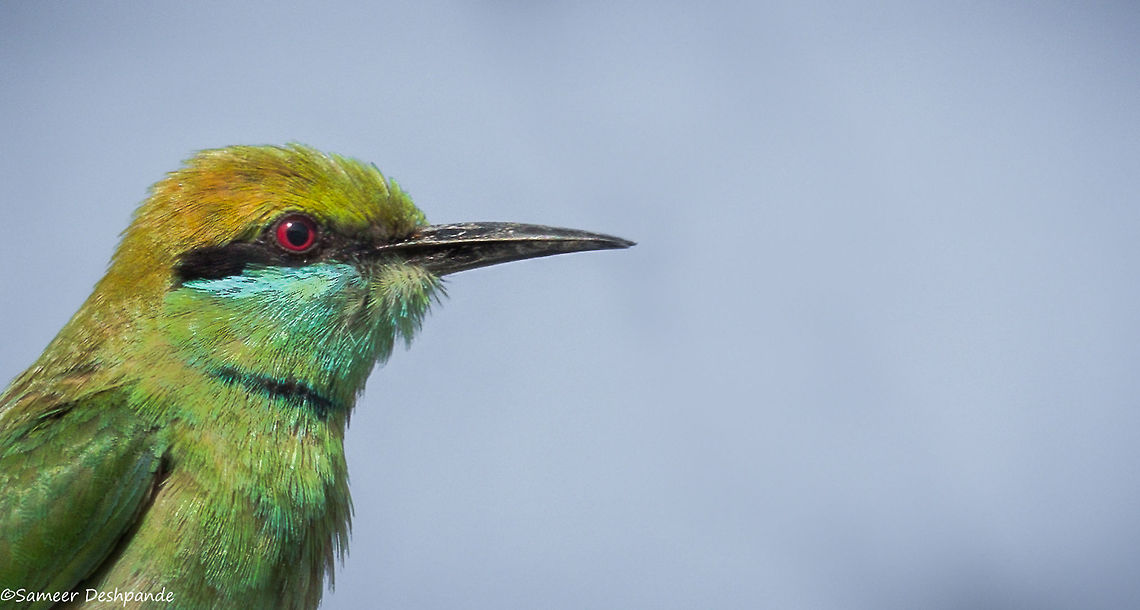 Green Bee Eater  Geotagged,Green bee-eater,India,Merops orientalis,Spring