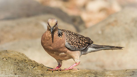 Spotted Dove  Geotagged,India,Spilopelia chinensis,Spotted Dove,Spring