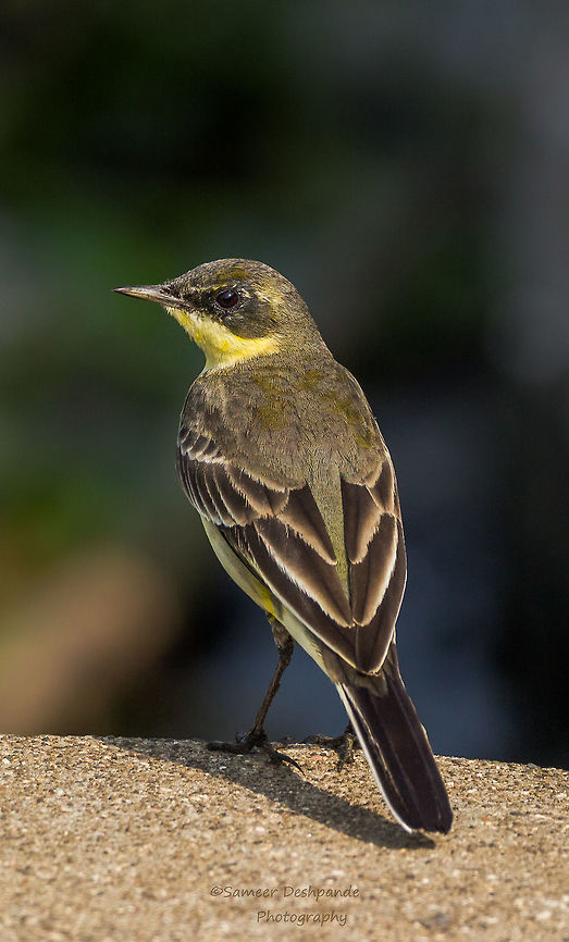 Yellow Wagtail  Fall,Geotagged,India,Motacilla flava,Yellow Wagtail