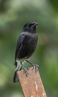 Pide Bush Chat male  Fall,Geotagged,India,Pied bush chat,Saxicola caprata