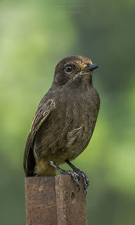 Pide Bush Chat female  Fall,Geotagged,India,Pied bush chat,Saxicola caprata