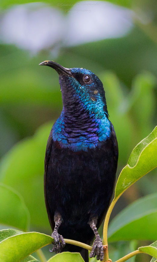 Purple sunbird male  Cinnyris asiaticus,Fall,Geotagged,India,Purple sunbird