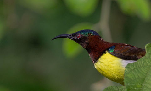 Purple-rumped sunbird male  Fall,Geotagged,India,Leptocoma zeylonica,Purple-rumped sunbird
