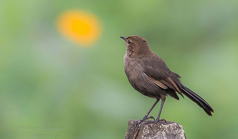 Indian robin female  Fall,Geotagged,India,Indian Robin,Saxicoloides fulicatus