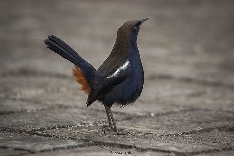 Indian robin male  Indian Robin,Saxicoloides fulicatus