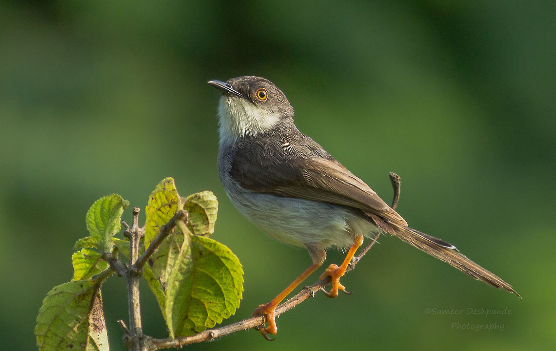 Grey Breasted Prinia  Fall,Geotagged,Grey-breasted prinia,India,Prinia hodgsonii