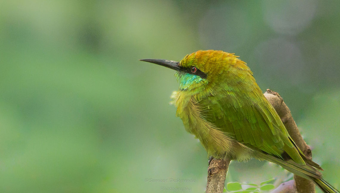 Green Bee Eater  Geotagged,Green bee-eater,India,Merops orientalis,Summer