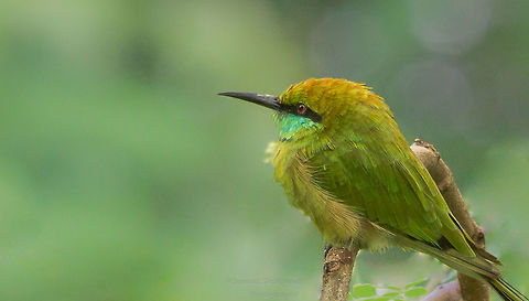 Green Bee Eater  Geotagged,Green bee-eater,India,Merops orientalis,Summer