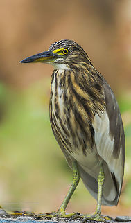 Indian Pond Heron  Ardeola grayii,Fall,Geotagged,India,Indian Pond Heron