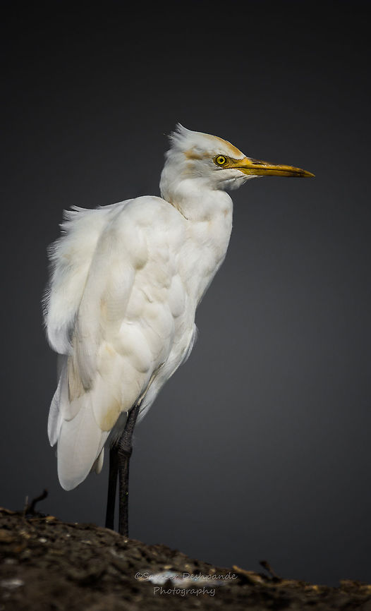Great Egret  Ardea alba,Fall,Geotagged,Great egret,India
