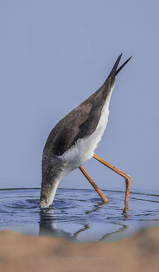 Black winged stilt  Black-winged stilt,Fall,Geotagged,Himantopus himantopus,India