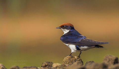Wire Tailed Swallow  Fall,Geotagged,Hirundo smithii,India,Wire-tailed Swallow