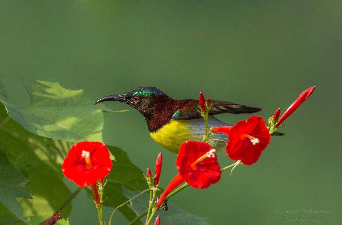 Purple-rumped sunbird male  Fall,Geotagged,India,Leptocoma zeylonica,Purple-rumped sunbird