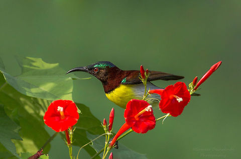 Purple-rumped sunbird male  Fall,Geotagged,India,Leptocoma zeylonica,Purple-rumped sunbird
