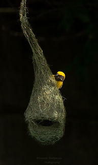 Baya Weaver  Baya Weaver,Geotagged,India,Ploceus philippinus,Summer