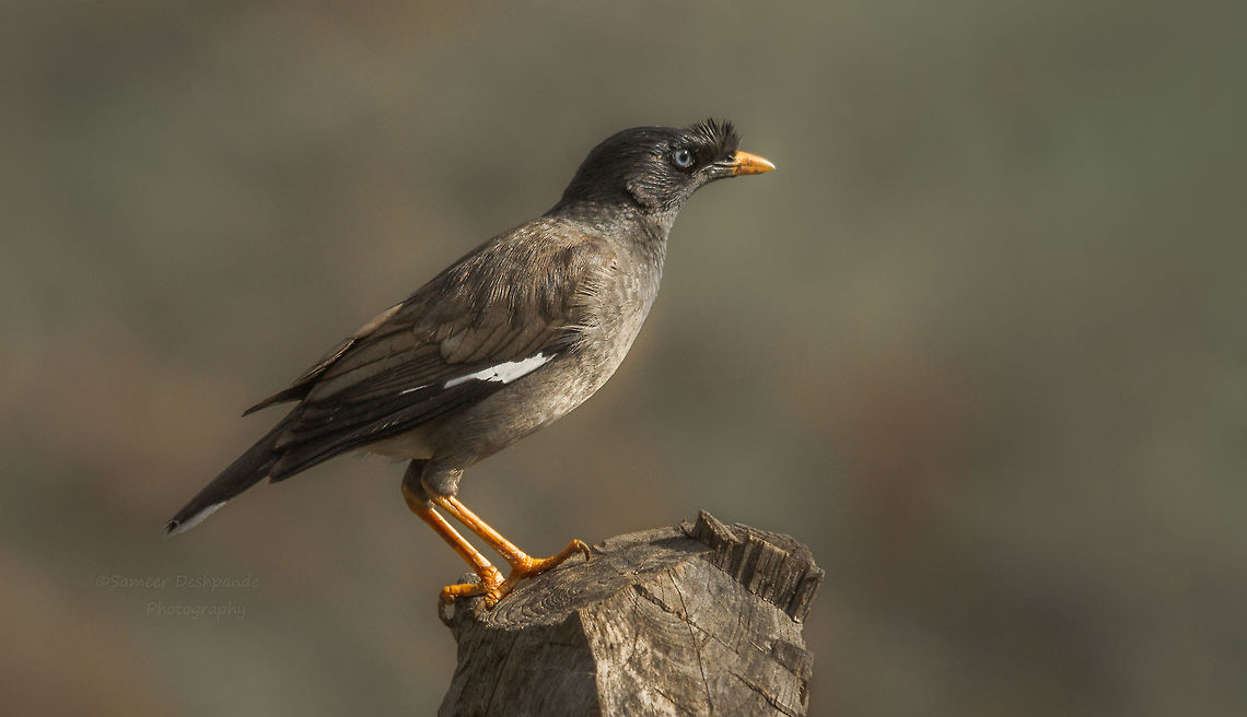 Jungle myna  Acridotheres fuscus,Geotagged,India,Jungle myna,Spring