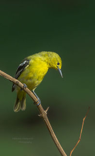 Common Iora female  Aegithina tiphia,Common Iora,Geotagged,India,Spring