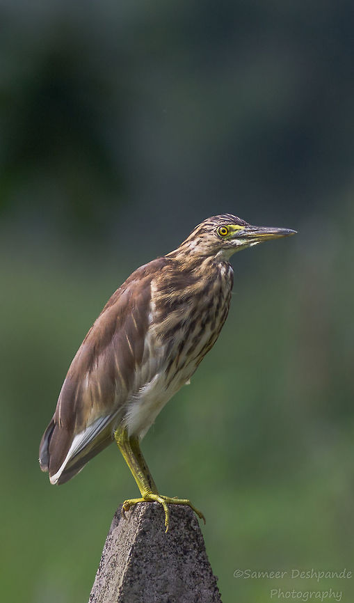 Indian Pond Heron  Ardeola grayii,Fall,Geotagged,India,Indian Pond Heron