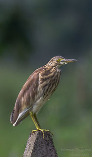 Indian Pond Heron  Ardeola grayii,Fall,Geotagged,India,Indian Pond Heron