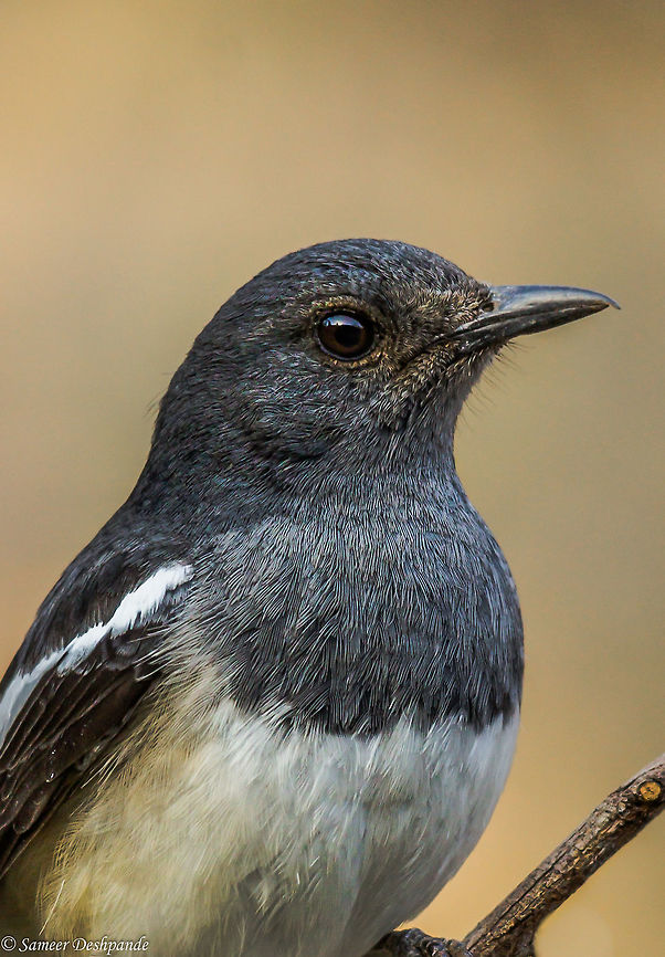Oriental Magpie Robin Female  Copsychus saularis,Geotagged,India,Oriental Magpie-Robin,Winter