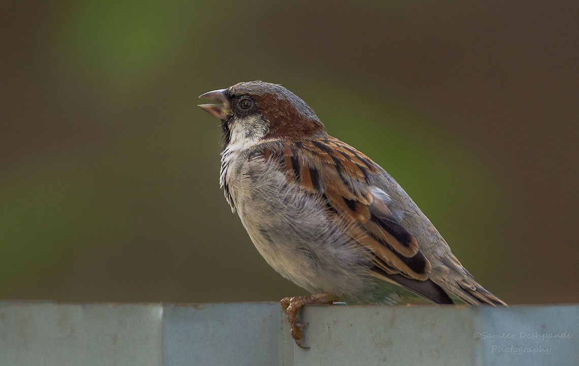 House Sparrow  Fall,Geotagged,House sparrow,India,Passer domesticus