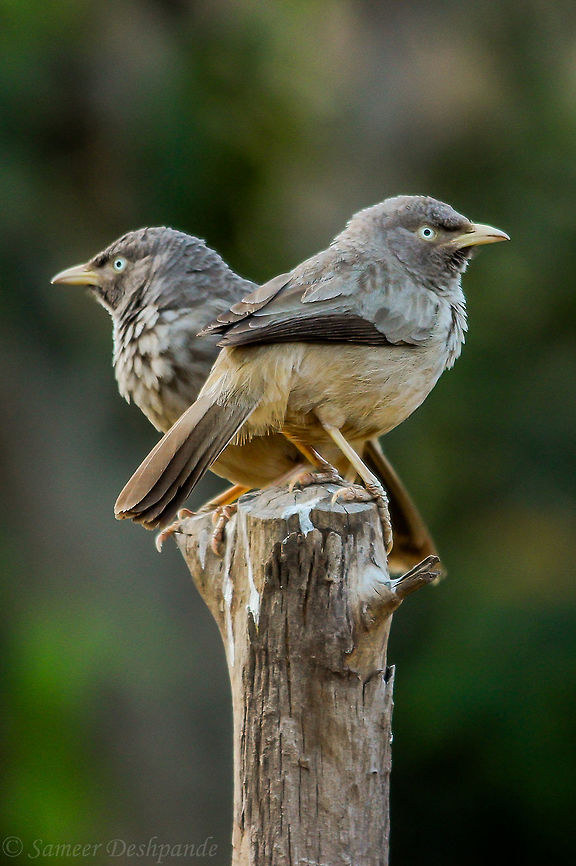 Jungle babbler  Geotagged,India,Jungle Babbler,Turdoides striata,Winter
