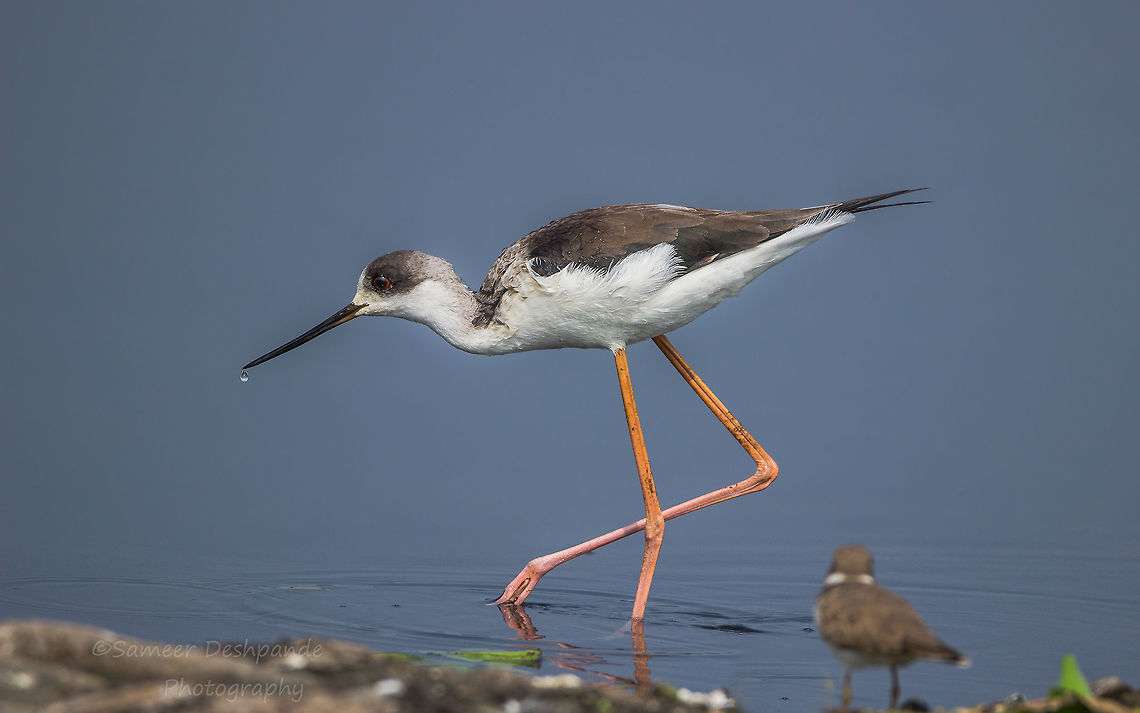 Black winged stilt  Black-winged stilt,Fall,Geotagged,Himantopus himantopus,India