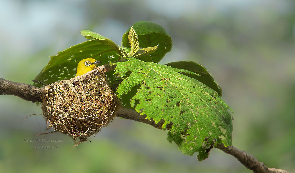 Oriental White Eye Oriental White Eye  nesting  Geotagged,India,Oriental White-eye,Spring,Zosterops palpebrosus
