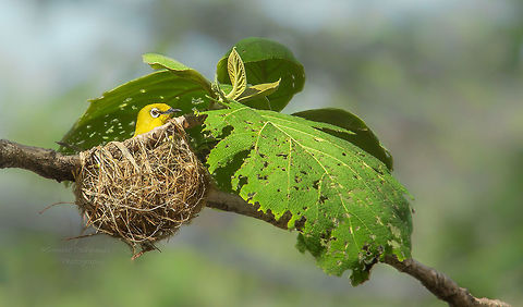 Oriental White Eye Oriental White Eye  nesting  Geotagged,India,Oriental White-eye,Spring,Zosterops palpebrosus