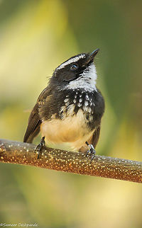 White Spotted Fantail  Geotagged,India,Rhipidura albogularis,White-spotted fantail,Winter