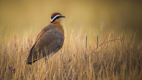 Indian Courser  Cursorius coromandelicus,Fall,Geotagged,India,Indian courser