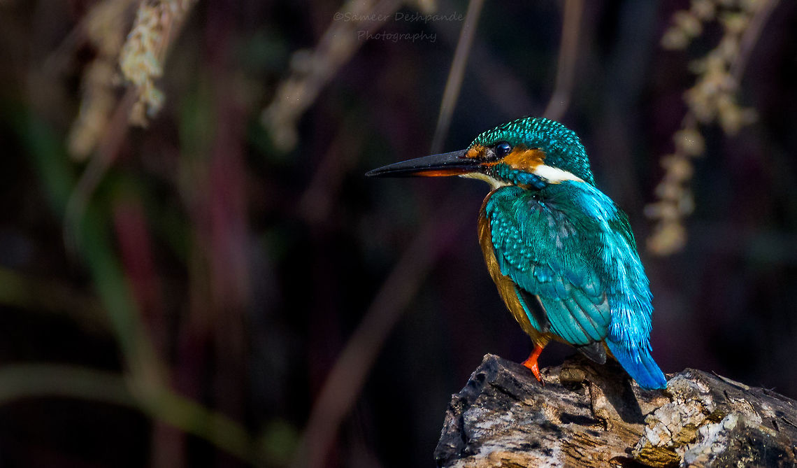 Common Kingfisher  Alcedo atthis,Common Kingfisher,Fall,Geotagged,India