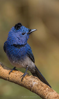 Black Naped Monarch male  Black-naped monarch,Geotagged,Hypothymis azurea,India,Winter