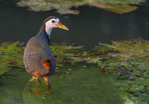 White-breasted waterhen Nikon D5600, Nikkor 70-300mm Amaurornis phoenicurus,Geotagged,India,White-breasted waterhen