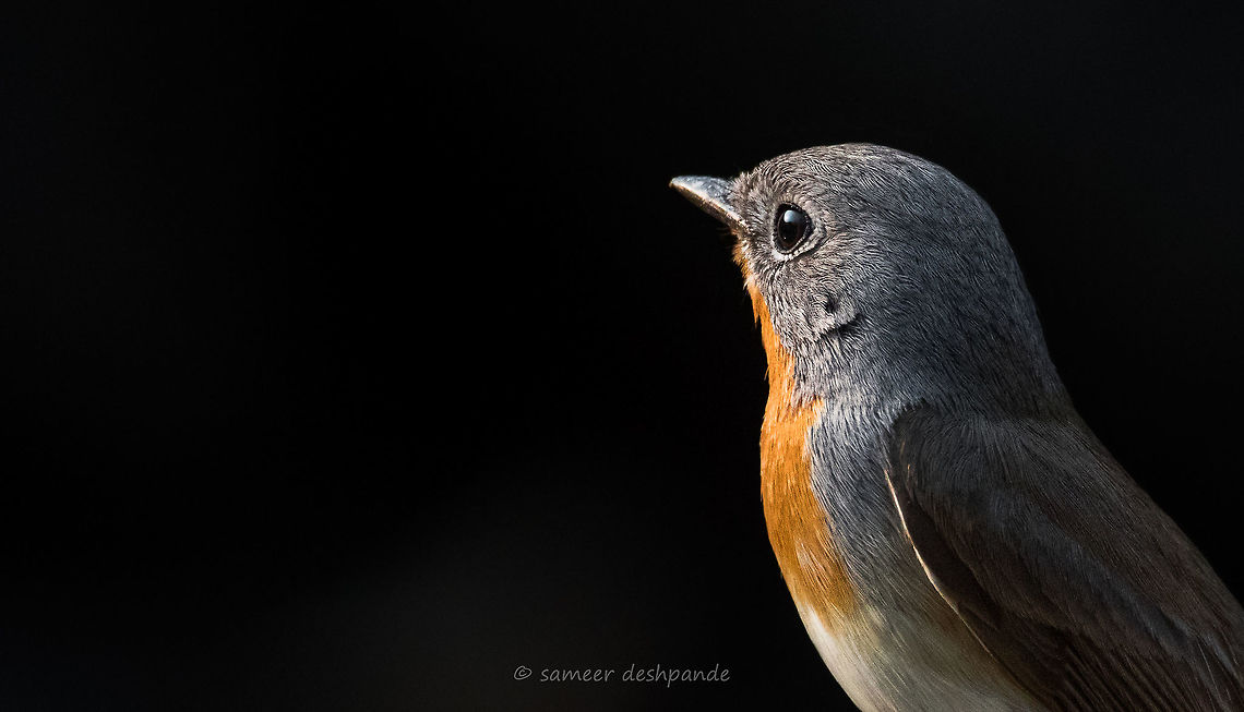 Red-breasted flycatcher male  Ficedula parva,Geotagged,India,Red-breasted flycatcher,Winter