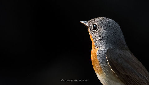 Red-breasted flycatcher male  Ficedula parva,Geotagged,India,Red-breasted flycatcher,Winter