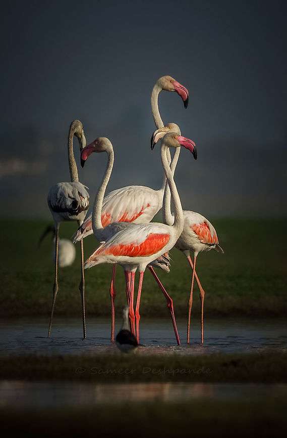 Greater Flamingo  Geotagged,Greater flamingo,India,Phoenicopterus roseus