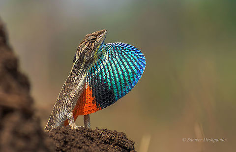 Fan throated lizard Scientific name: Sitana ponticeriana Fan-throated lizard,Geotagged,India,Sitana ponticeriana