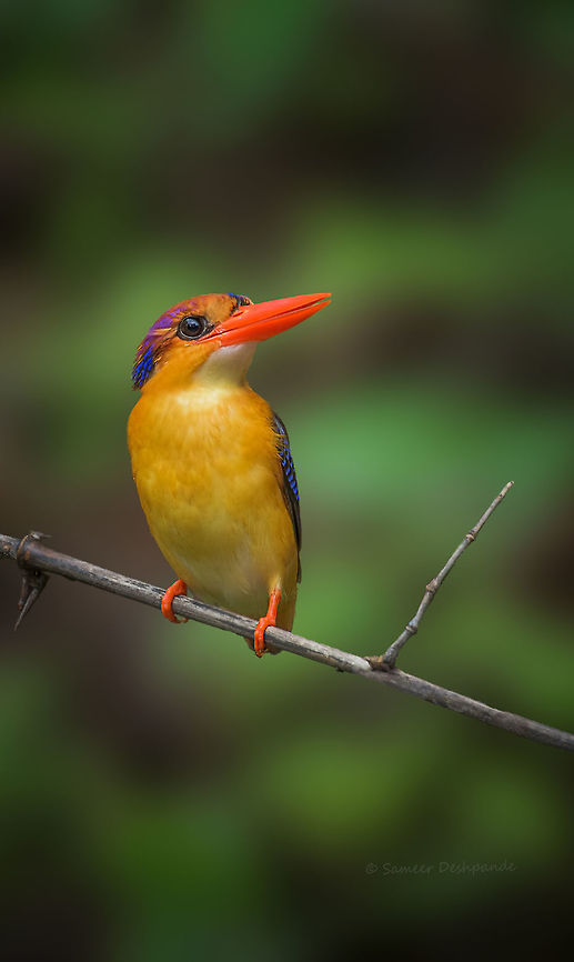 Oriental Dwarf Kingfisher  Ceyx erithaca,Geotagged,India,Oriental dwarf kingfisher