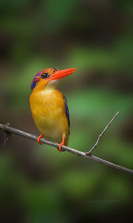 Oriental Dwarf Kingfisher  Ceyx erithaca,Geotagged,India,Oriental dwarf kingfisher
