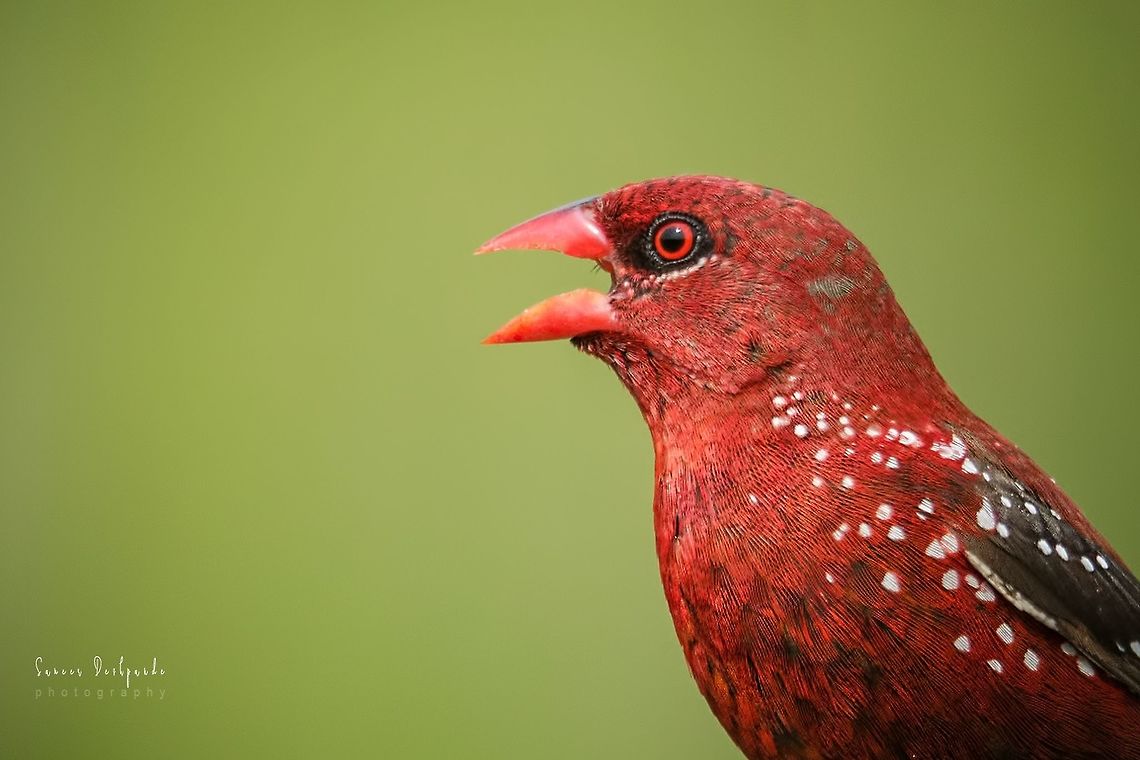 your everybody's favourite.. THE RED AVADAVAT Scientific Name: Amandava amandava<br />
 Alternate Names: Red Munia, Strawberry Finch Amandava amandava,Birds,Geotagged,India,Red Avadavat,birdwatching,nature,wildlife photography