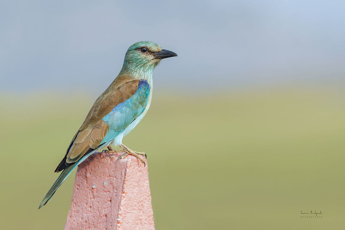 European roller  Coracias garrulus,European Roller,Geotagged,India