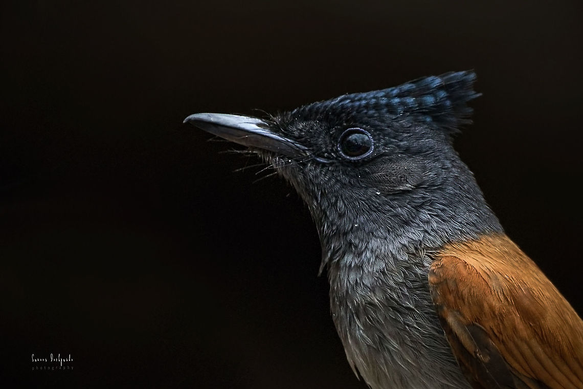ASIAN PARADISE FLYCATCHER (F) <br />
Portrait of the <br />
ASIAN PARADISE FLYCATCHER (F)<br />
<br />
Scientific Name<br />
Terpsiphone paradisi<br />
<br />
Marathi<br />
शाही बुलबुल, पतंग पक्षी (कोकण भाग), पतंगा, बाणपाखरु, स्वर्गीय नर्तक, सुरंगी, नंदन<br />
<br />
Gears :Canon EOS 600D with Sigma 150-600mm f/5-6.3 DG OS HSM<br />
<br />
Sinhagad Valley, Pune <br />
Jan  2018 Asian Paradise Flycatcher,Geotagged,India,Terpsiphone paradisi