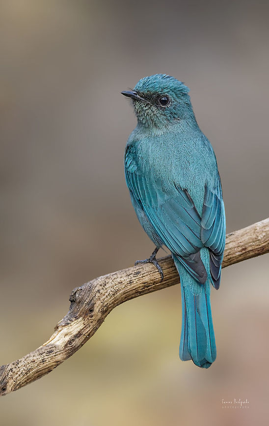 VERDITER FLYCATCHER Scientific Name<br />
Eumyias thalassinus Eumyias thalassinus,Geotagged,India,Verditer Flycatcher
