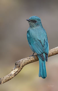 VERDITER FLYCATCHER Scientific Name
Eumyias thalassinus Eumyias thalassinus,Geotagged,India,Verditer Flycatcher
