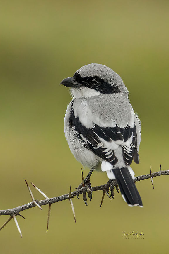 Southern-Grey Shrike <br />
<br />
Southern Grey Shrike<br />
<br />
Scientific name: Lanius meridionalis<br />
<br />
Alternate Names<br />
Iberian Grey Shrike<br />
<br />
Saswad ,Pune <br />
Sep 2018 Geotagged,India,Lanius meridionalis,Southern Grey Shrike