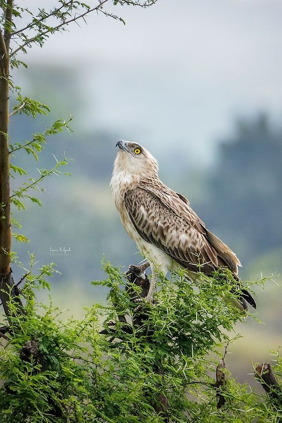 Short-toed snake eagle The short-toed snake eagle (juvenile)<br />
<br />
Scientific Name<br />
Circaetus gallicus<br />
<br />
Alternate Names<br />
Short-toed Eagle<br />
<br />
Marathi<br />
सापमार गरुड<br />
<br />
Saswad ,  Sep 2018<br />
<br />
Gears: Canon EOS 600D with Tamron G2 150-600mm Circaetus gallicus,Geotagged,India,Short-toed Snake Eagle,Short-toed snake eagle,gallicus