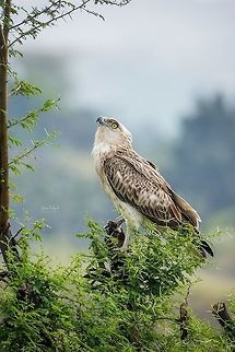 Short-toed Snake Eagle
