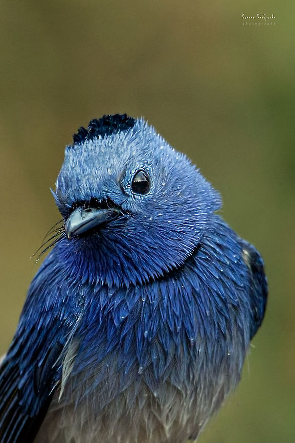 BLACK-NAPED MONARCH  (m) Towel please...!!<br />
<br />
BLACK-NAPED MONARCH  after bath..<br />
<br />
Scientific Name<br />
Hypothymis azurea<br />
<br />
Alternate Names<br />
Black-naped Blue Flycatcher, Black-naped Blue Warbler<br />
<br />
Gears: Canon EOS 7D Mark II with Tamron 150-600 mm<br />
<br />
Sinhagad Valley, Pune<br />
<br />
Feb 2018 Birds,Black-naped monarch,Geotagged,Hypothymis azurea,India,beautiful,best photo,exotic birds,nature,portrait,wildlife